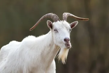 How long do Kiko goats live?