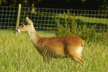 How many Chinese water deer are left?
