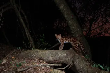 How many margays are left?