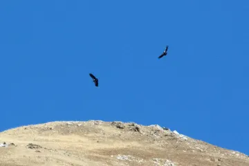 How many states have mockingbird?