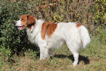 How often do Kooikerhondjes need grooming?