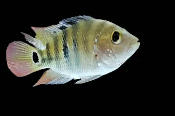 How often do Mayan cichlids reproduce?
