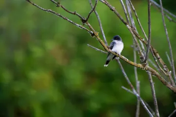 How rare are eastern kingbirds?