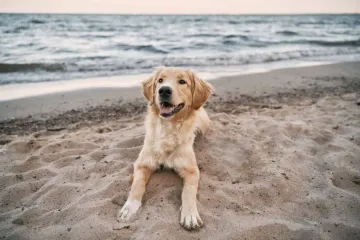 How rare is an English cream golden retriever?
