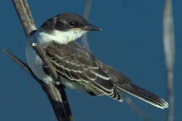 How to attract eastern kingbirds?