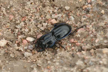 Is a beetle a carnivore or herbivore?