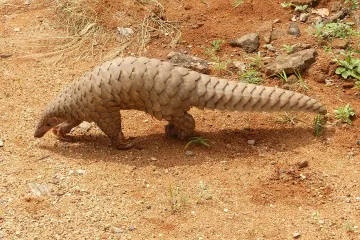 Is A pangolin A Mammal or not?