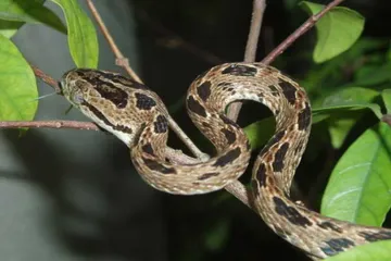 Is cat snake venomous to humans?