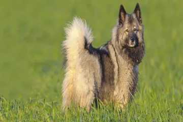 Is Keeshond high maintenance?
