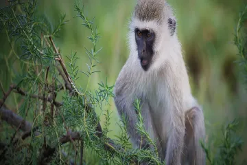 Vervet Monkey Physical Characteristics