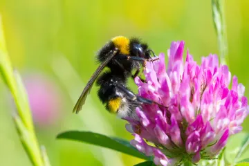 Vestal Cuckoo Bumblebee Diet