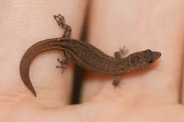 Virgin Islands Dwarf Gecko Diet
