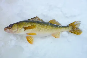 Walleye Fish Physical Characteristics