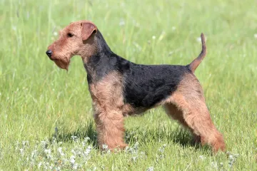 Welsh Terrier Scientific Classification