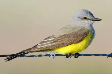 Western Kingbird Locations