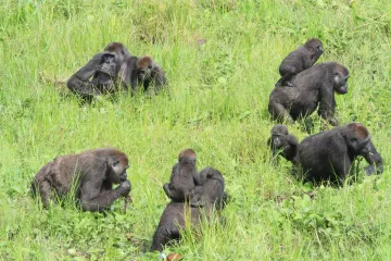 Western Lowland Gorilla Evolution