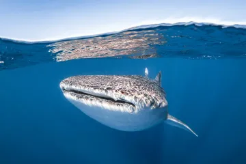 Whale Shark Locations