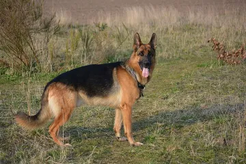 What are German shepherds classified as?