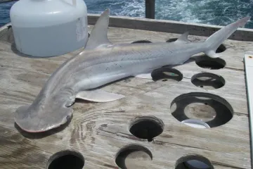 What are some fun facts about bonnethead sharks?