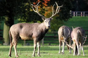 What are some interesting facts about Pere David's deer?