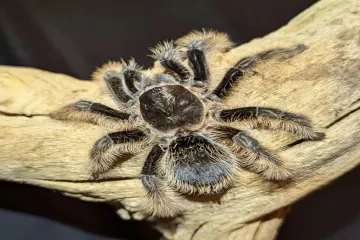 What are the characteristics of a curly hair tarantula?