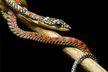 What are the characteristics of a paradise flying snake?