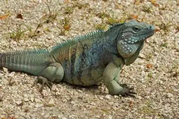 What are the characteristics of the blue iguana?
