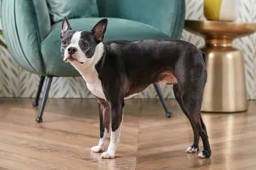 What are the physical characteristics of a Boston Terrier?
