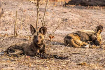 What are the physical characteristics of the African wild dog?