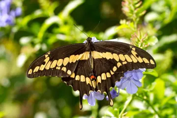 What are the special features of the swallowtail butterfly?
