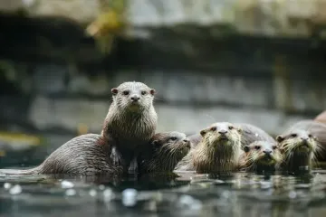 What countries have river otters?