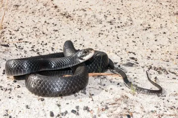What do baby southern black racers look like?