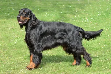 What does a Gordon Setter look like?