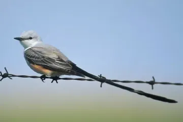 What does a scissor-tailed flycatcher eat?