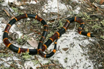 What is a harlequin coral snake?