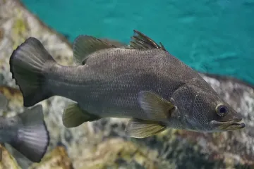 What is a Nile perch for kids?