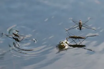 What is another name for a pond skater?