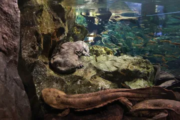 What is the appearance of a giant salamander?