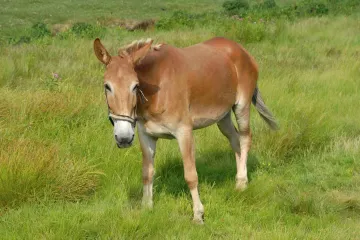 What is the best diet for mules?