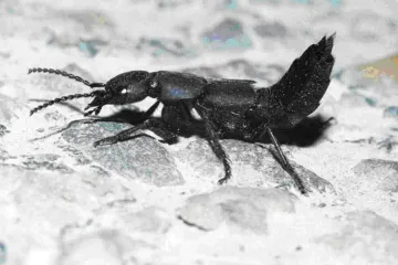 What is the curse of the Devil's Coach Horse beetle?