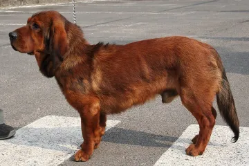 What is the difference between Alpine Dachsbracke and Dachshund?