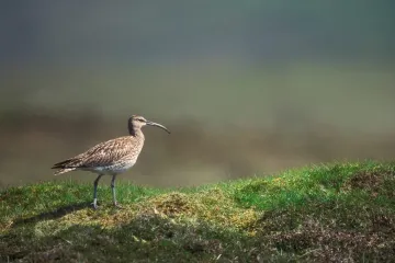 What is the difference between Whimbrel and Eurasian Whimbrel?