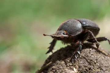 What is the main diet of a beetle?