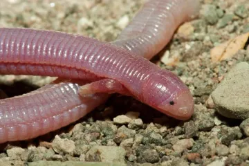 What is the myth about the Mexican mole lizard?