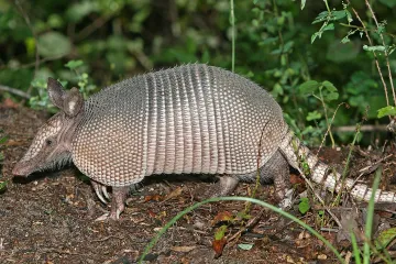What is the physical appearance of armadillos?