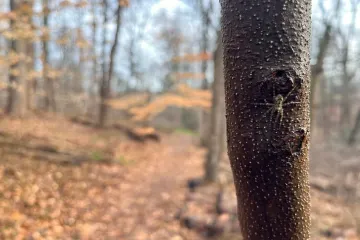What is the scientific name for the giant fishing spider?