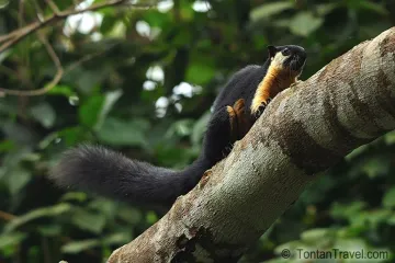 What is the taxonomic classification of a red squirrel?