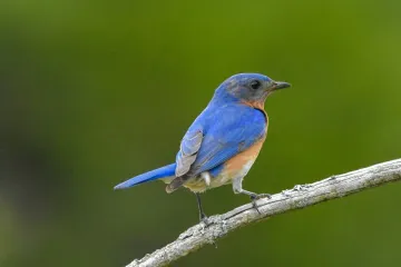 What kind of bird is blue and grey?