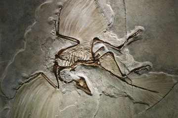 What role do fossils play in evolutionary theory?