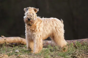 Wheaten Terrier Facts